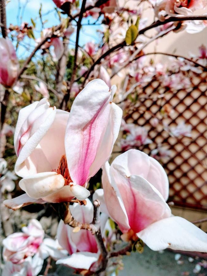 Pensiunea Magnolia Sibiu Extérieur photo