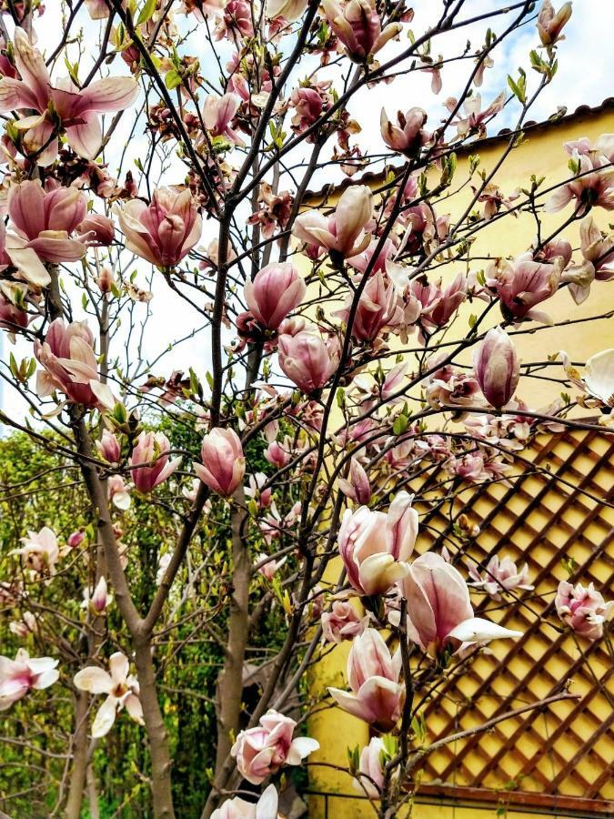 Pensiunea Magnolia Sibiu Extérieur photo