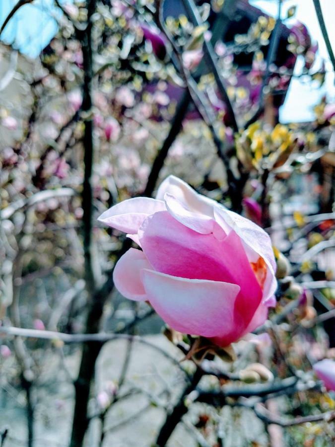 Pensiunea Magnolia Sibiu Extérieur photo