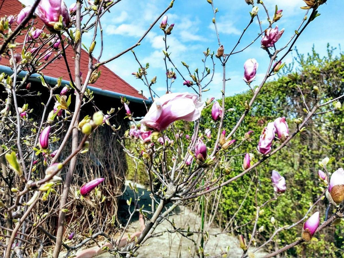 Pensiunea Magnolia Sibiu Extérieur photo